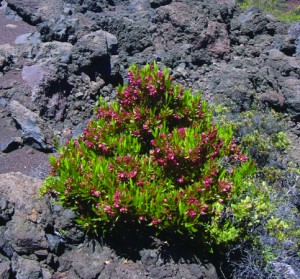 This ‘a‘ali‘i grows on the slopes of Haleakalā, but it has also taken over rangeland in Kenya. Photo courtesy of Forest & Kim Starr.
