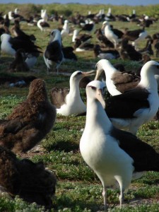 This albatross colony on Midway Atoll is representative of what the historic density of seabirds may have been throughout Hawaiʻi. Declines in the seabird population  have an impact throughout the ecosystem. Photo by Forest and Kim Starr.