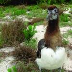 Albatross chicks, like this one on Midway, are becoming an increasingly common sight on O‘ahu at Ka‘ena Point now that a predator-proof fence protects them.
