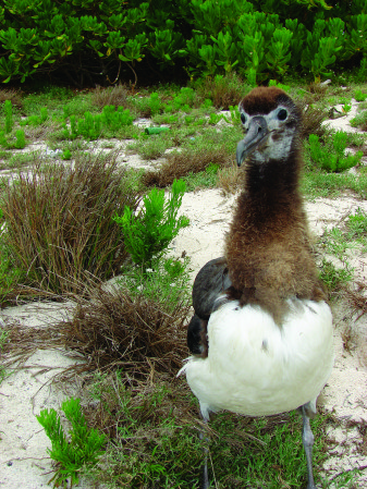 Albatross chicks, like this one on Midway, are becoming an increasingly common sight on O‘ahu at Ka‘ena Point now that a predator-proof fence protects them.