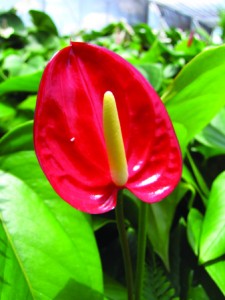 Anthuriums, another readily available flower on Maui. Photo by Forest and Kim Starr