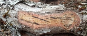 The ceratocytis fungus responsible for killing ohia accross 15,000 acres on Hawaii Island can be seen as a dark staining in the sapwood. Photo by J.B. Friday