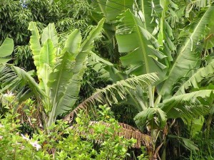 The plant on the left is infested with BBTV. Note how the new growth is bunched together, a symptom that gives the disease its name. Photo courtesy of Scott Nelson, UH-College of Tropical Agriculture and Human Resources