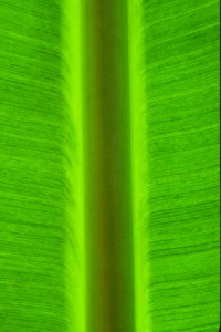 Check for "J-hooks" along the midrib of the of the banana leaf. This is a symptom of BBTV infection. Photo Courtesy of Scott Nelson, UH-CTAHR.