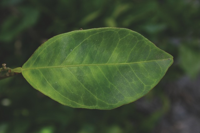 The pattern of "blotchy mottle" on this citrus leaf is an classic sign of a citrus greening infection. Photo courtesy of the University of Florida Institute of Food and Agricultural Sciences-Citrus Canker.