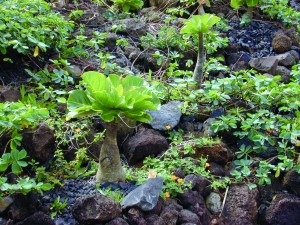 Landscaping with native species, like this ālula, will also help save water. Photo by Forest and Kim Starr.