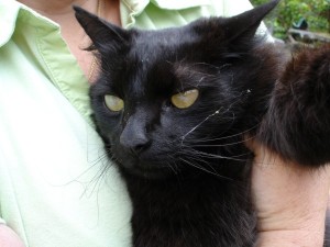 A cat on the big island blinded from a fungal infection, the likely outcome of little fire ant stings. MISC file photo.
