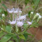 Flowers of devil weed can be lilac to white in color and often have a tangled appearance. Photo courtesy of Oahu Army Natural Resources Program.