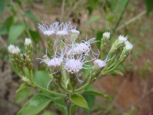 Flowers of devil weed can be lilac to white in color and often have a tangled appearance. Photo courtesy of Oahu Army Natural Resources Program.