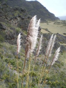 stand of Cortaderia jubata plant, or pampas grass