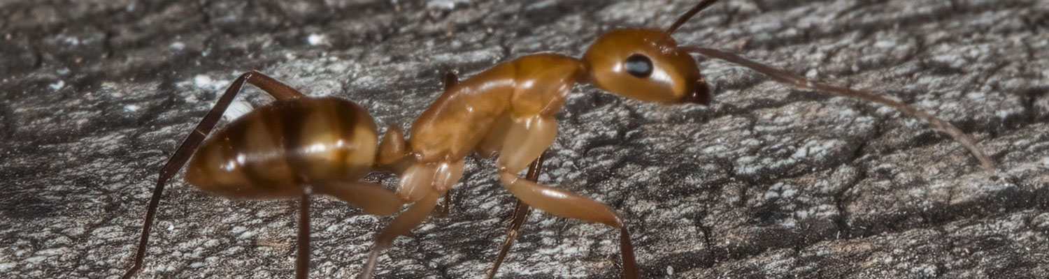 Hawaiian carpenter ant
