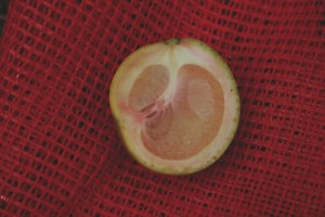 Malformed fruit also indicate and infection of citrus greening. Photo courtesy of the University of Florida Institute of Food and Agricultural Sciences-Citrus Canker.