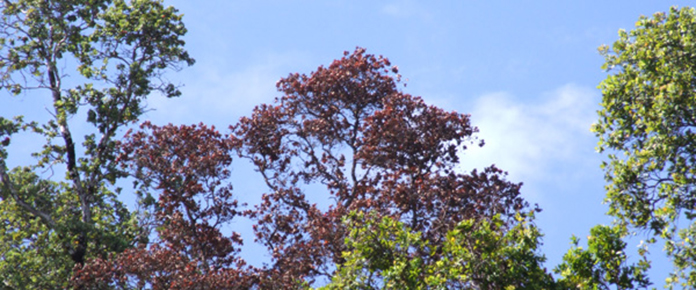 This ohia tree shows one of the characteristic symptoms of Rapid ʻŌhiʻa Death - the tree looks frozen or burnt, leaves still in place. Photo by J.B. Friday This ʻōhiʻa tree shows one of the characteristic symptoms of Rapid Ohia Death - the tree looks frozen or burnt, leaves still in place. Photo by J.B. Friday