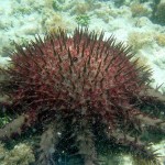 The crown-of-thorns starfish does munch on coral, but new research is showing that this species, native to Hawai‘i, benefits the reef. Photo courtesy of the National Oceanic and Atmospheric Administration