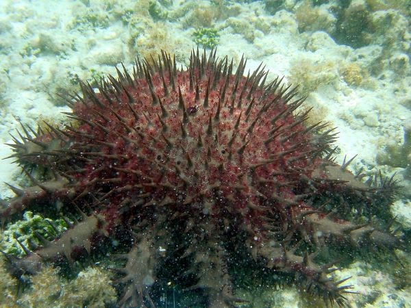 The Crown-of-Thorns Sea Star - Whats That Fish!