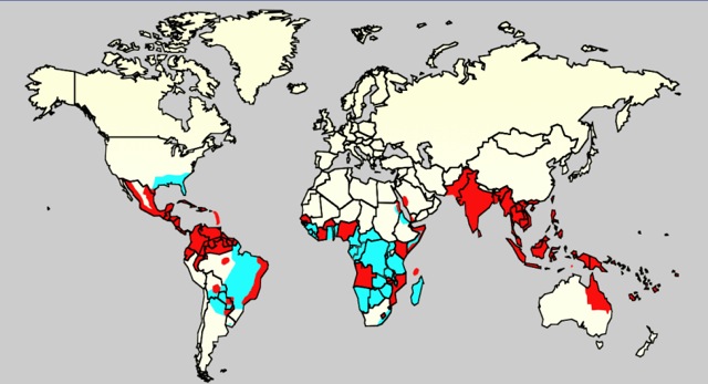 Dengue fever is a widespread subtropical disease that is continuously present in areas with established population of Aedes aegypti.  This map shows the distribution of Aedes aegypti (blue) and Aedes aegypti and dengue fever (red). Image from Centers for Disease Control