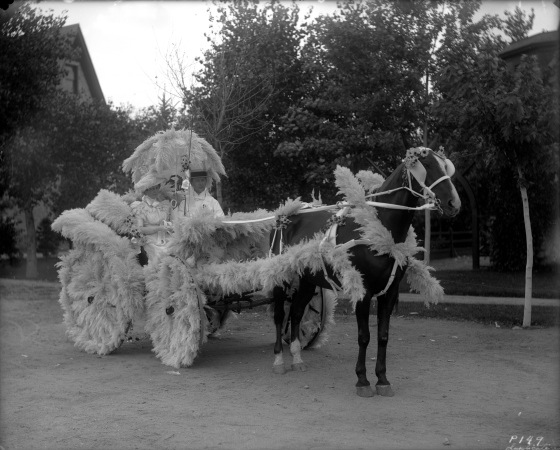 Pampas grass plumes were once so popular they even decorated parade floats