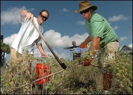 Pōhinahina is another Hawaii coastal native that's proven invasive elsewhere. Crews on the coast of North Carolina remove this dune-destroying shrub. Photo courtesy of beachvitex.org