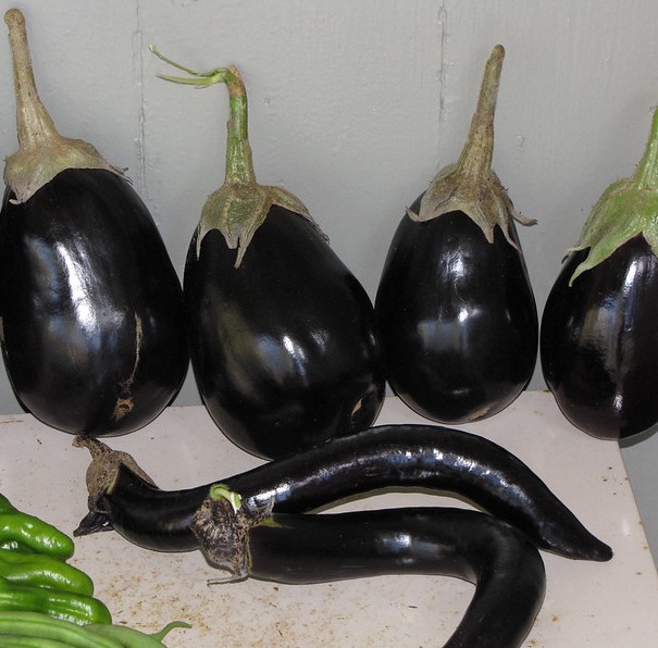 eggplant fruit in a variety of shapes