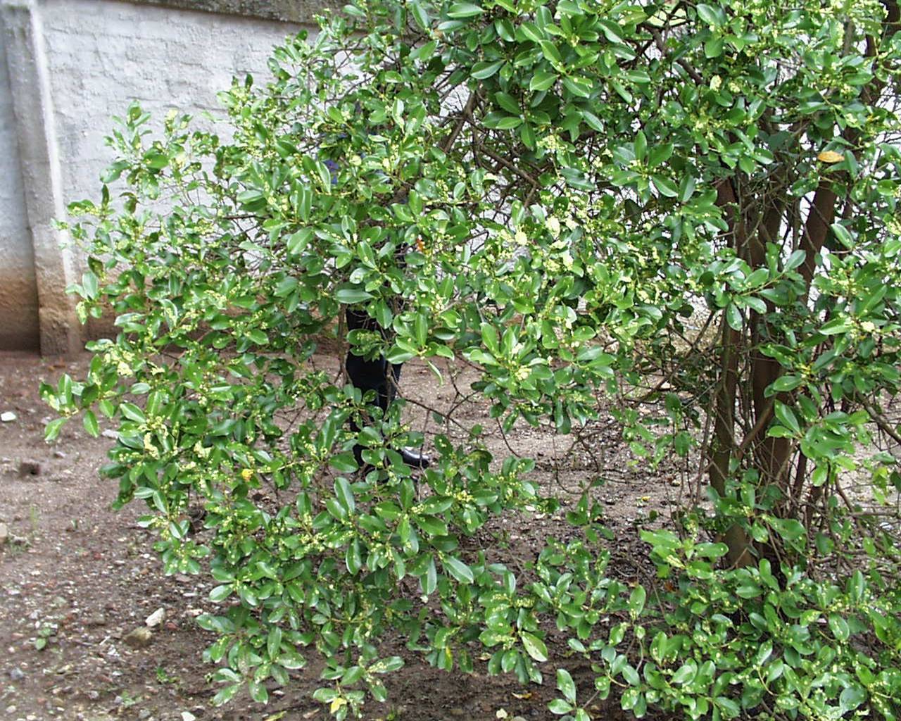 A strawberry guava tree in Curtiba, Brazil is heavily infested with the galls of the scale insect Tectococcus ovatus. This is the typical effect of the insect on the plant. It was a result of a naturally developing infestation of the insect in the plant’s native range. U.S. Forest Service photo