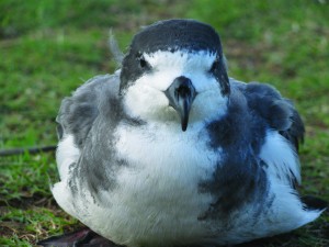 The Hawaiian Petrel or ‘ua‘u is one of several species that cold benefit from a predator proof fence on West Maui. photo by jay Penniman