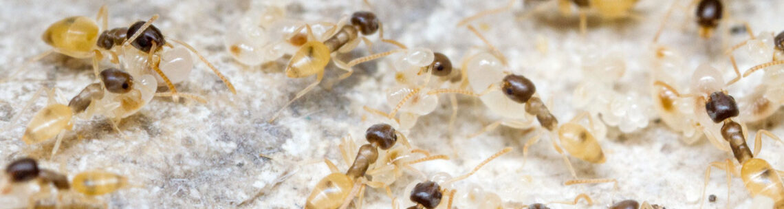 Ghost Ant
