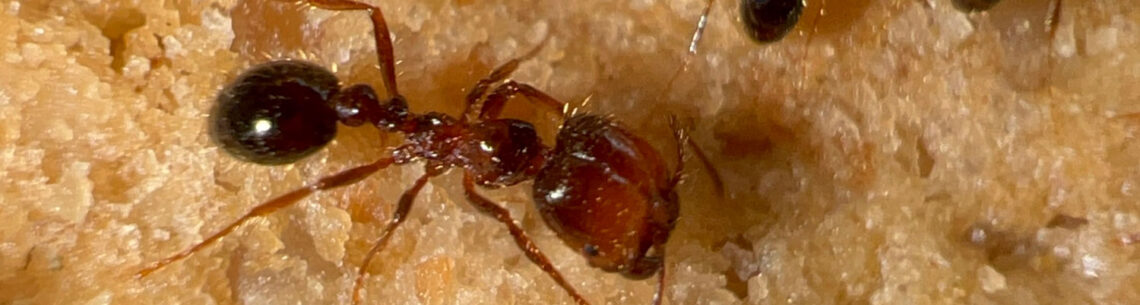 Tropical Fire Ant