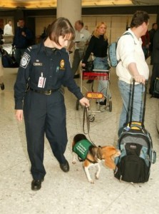 A beagle with the U.S. Customs and Border Protection inspects passengers luggage in an airport.