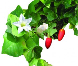 Ivy gourd can be identified by the 5-petaled flowers and green fruit that turn red as they ripen, hanging like Christmas lights from the plant. Photo by MISC