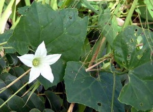 Ivy gourd plant with white flower