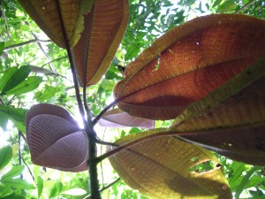 Large miconia leaves act as umbrellas, shading out sunlight