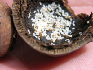 Liitle fire ant colony inside a macadamia nut