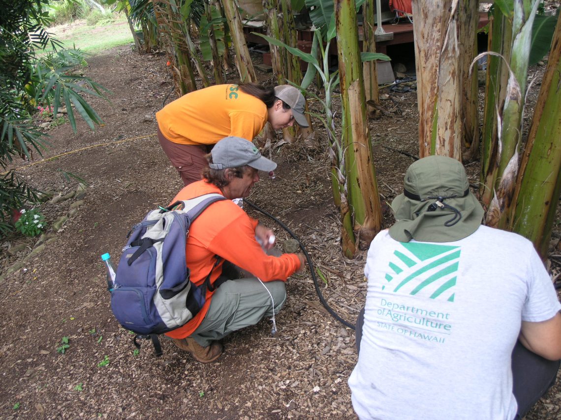 MISC staff assist the Hawaii Department of Agriculture surveying for little fire ants. MISC file photo.