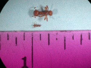 Don't confuse the little fire ant with the much larger and widespread tropical fire ant