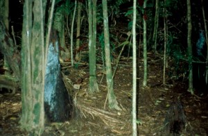 The forest floor under a miconia invasion is bare, often with exposed roots. Not a good sign for water collection. MISC file photo