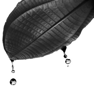 Artistic representation of water running off a miconia leaf.