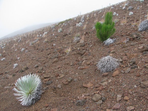 Monteray pine (Pinus radiata) growing inside Haleakalā crater alongside silverswords. There have been a flush of pine seedlings inside the crater in the last few years. Forrest and Kim Starr photo.