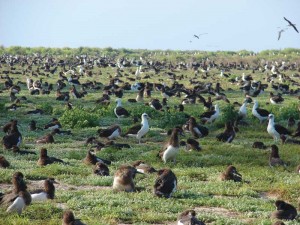 If efforts to restore seabird colonies on the main Hawaiian Islands are successful, this may be a site any resident or visitor to Hawaii can see. For now, you have to visit Midway to see Laysan albatross this dense. Photo by Forest and Kim Starr.  