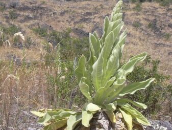 Mullein plant