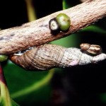 This species of Newcomb's tree snail used to be widespread on Maui but today is only known from a handful of places in the West Maui Mountains thanks to habitat loss and invasive predators-rats and the rosy wolf snail.