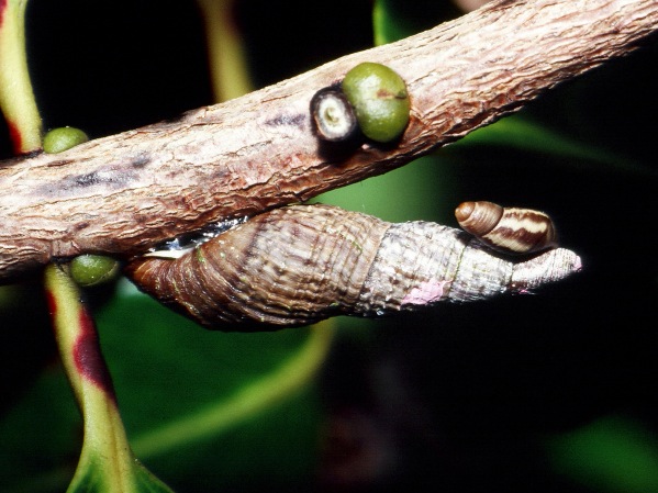 This species of Newcomb's tree snail used to be widespread on Maui but today is only known from a handful of places in the West Maui Mountains thanks to habitat loss and invasive predators-rats and the rosy wolf snail.