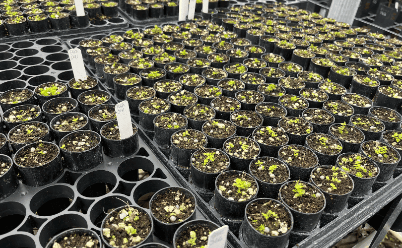 ʻŌhiʻa seedlings are propagated at the ODRP greenhouse until large enough to screened for ROD. 