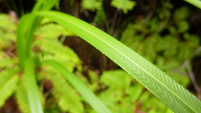 Pampas leaf-jagged edges