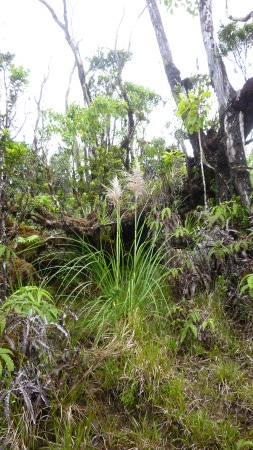 young, but mature, pampas grass in a mostly native rainforest