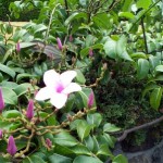 Rubber vine flower and plant