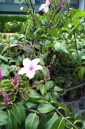 Rubber vine flower and plant
