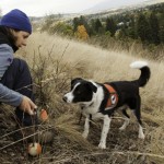 In Missoula Montana trainer Dalit Guscio is about to reward Seamus. He's been tracking down invasive Dyers woad plants. Seamus and Dalit are with the Montana-based Working Dogs for Conservation. Photo by Elizabeth Stone.
