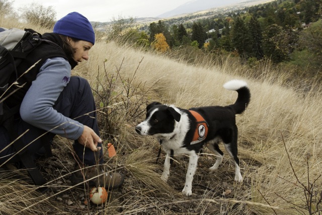 In Missoula Montana trainer Dalit Guscio is about to reward Seamus. He's been tracking down invasive Dyers woad plants. Seamus and Dalit are with the Montana-based Working Dogs for Conservation. Photo by Elizabeth Stone.