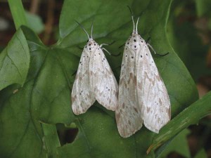 The Secusio moth is about the size of an almond with mottling on the wings. The moth is nocturnal; turning off lights in the evening will encourage the moth to return to fireweed plants  to lay eggs. Photo courtesy of HDOA