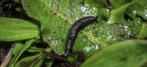 Always wash produce to remove any stowaway slugs that could carry the rat lungworm parasite. Photo by Forest and Kim Starr.